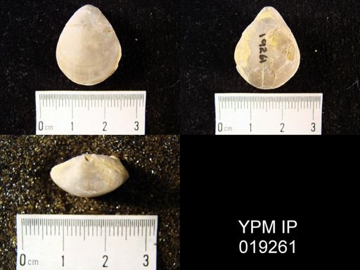Coenothyris vulgaris