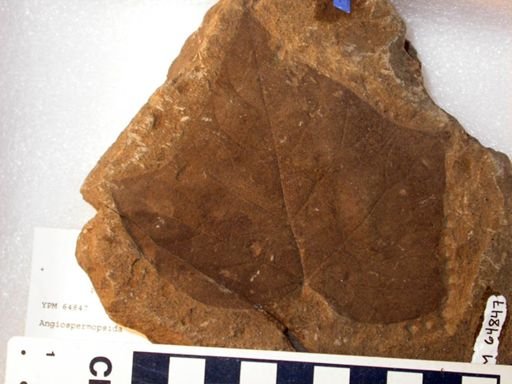 Angiospermopsida