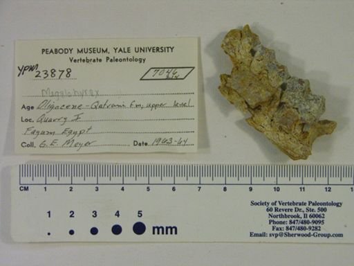 Megalohyrax sp.