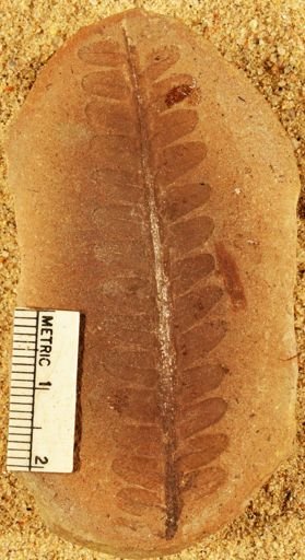 Pecopteris