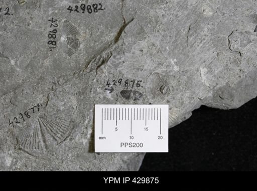undet. Phacopidae