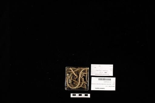 Oxybelis fulgidus