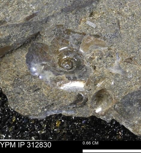 undet. Ammonoidea
