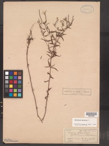 Epilobium palustre