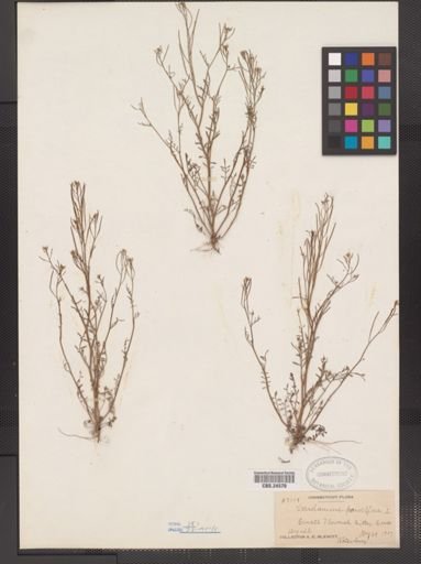 Cardamine parviflora