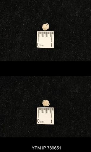 undet. Brachiopoda