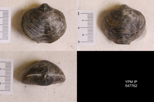 Athyris spiriferoides