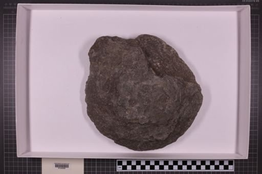 mixed taxa, stratigraphic collection