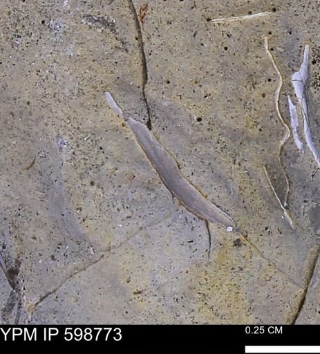 undet. Bivalvia
