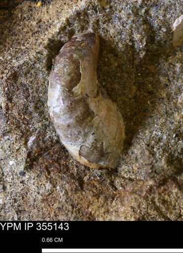 Ammonoidea