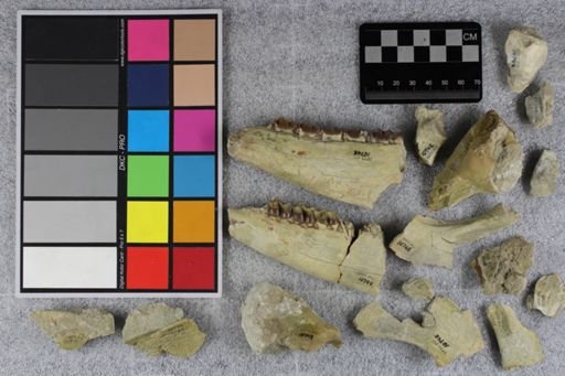 Mesohippus bairdi