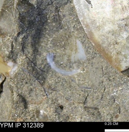 undet. Bivalvia