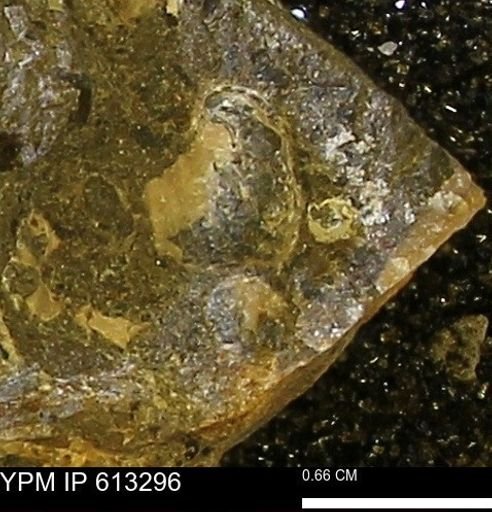 Scaphites sp.