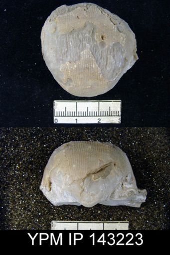 Productus (Linoproductus) lineatus