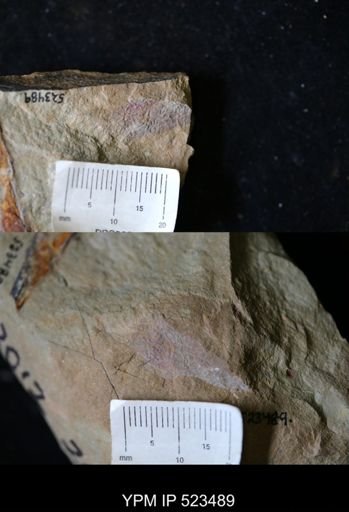 undet. Arthropoda