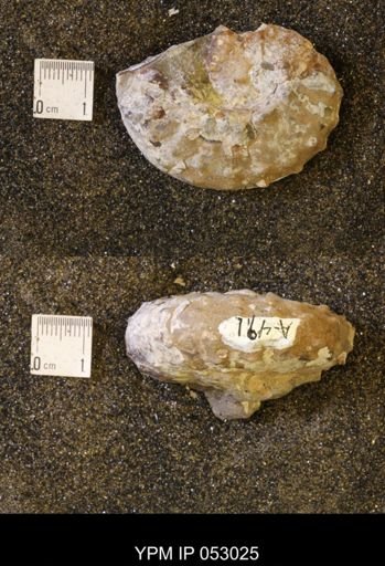 Discoscaphites gulosus