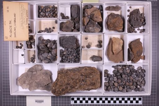 mixed taxa, stratigraphic collection