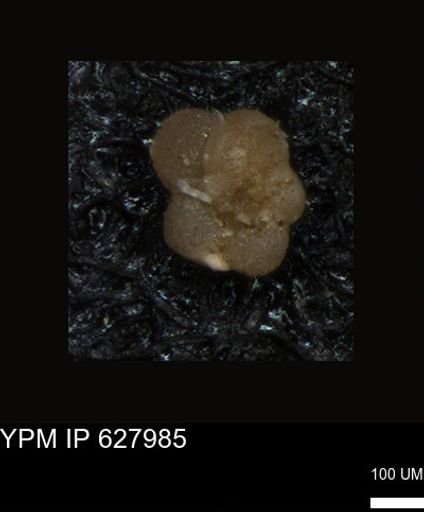 undet. Foraminiferida
