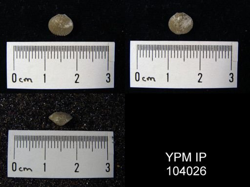 Zygospira recurvirostra aequivalvis