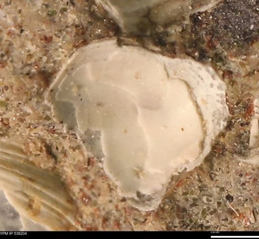 Corbulamella gregaria