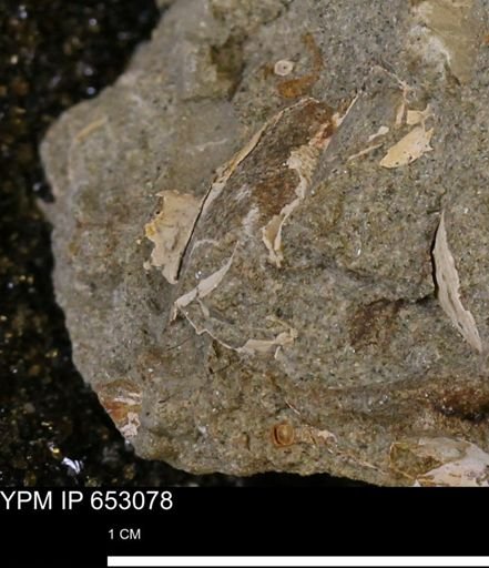 undet. Bivalvia