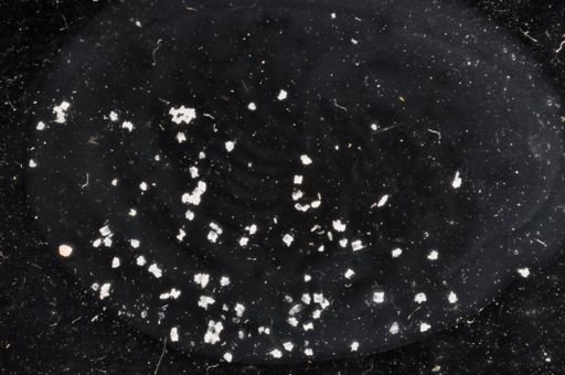 Jellyella tuberculata
