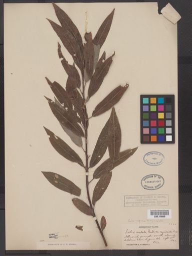 Salix rigida