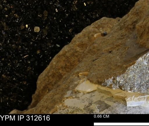 undet. Mollusca