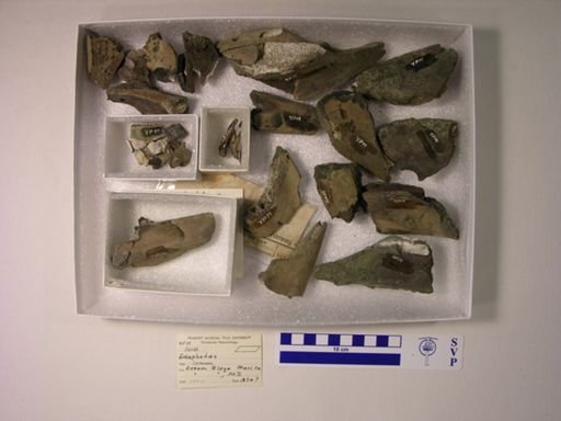 Edaphodon sp.