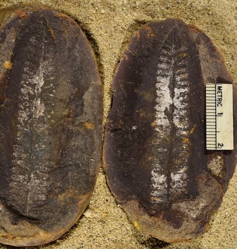 Pecopteris sp.