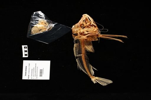 Chionodraco rastrospinosus