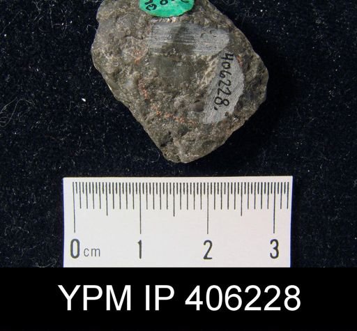 Sowerbyella sp.