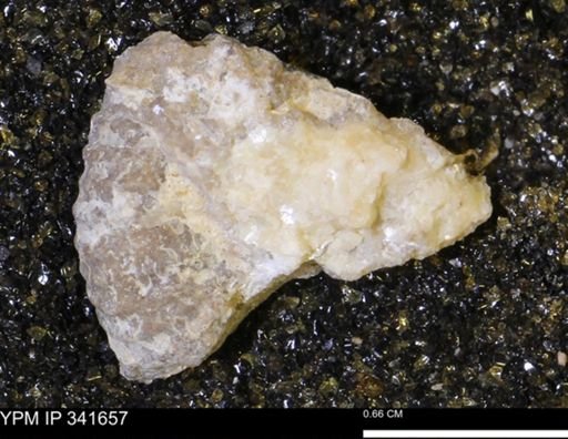 Scaphites sp.