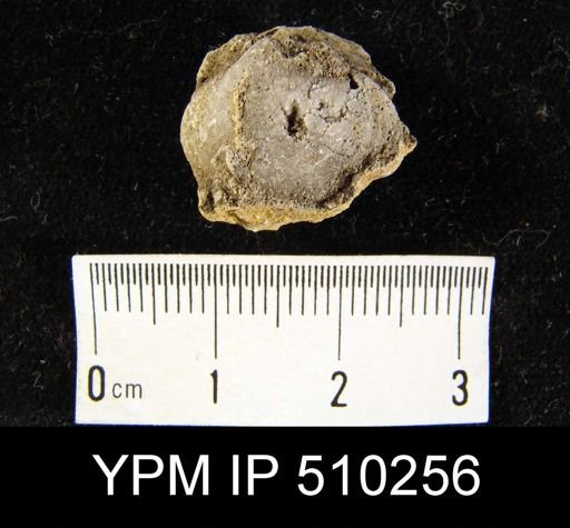 Athyris spiriferoides?
