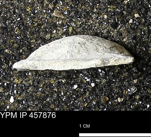 Strophodonta sp.