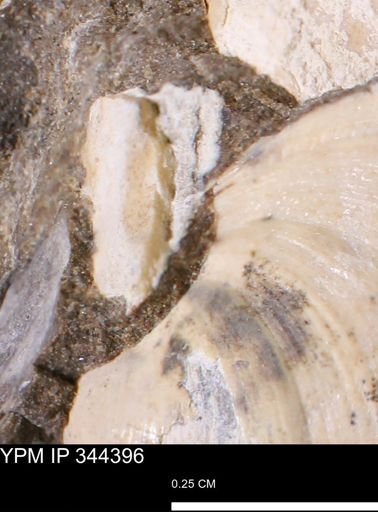 Limopsis striatopunctatus