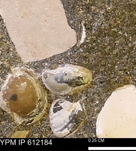 undet. Bivalvia