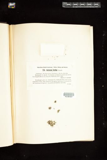 Anabaena azollae