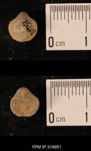 Ambocoelia planoconvexa