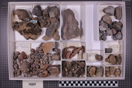 mixed taxa, stratigraphic collection