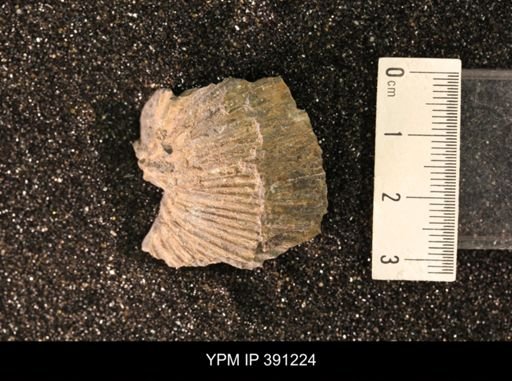Scaphitidae