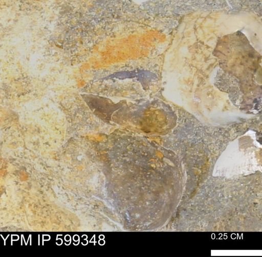 Protocardia subquadrata