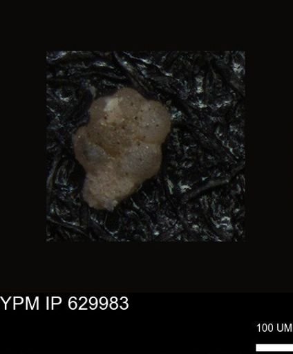 undet. Foraminiferida