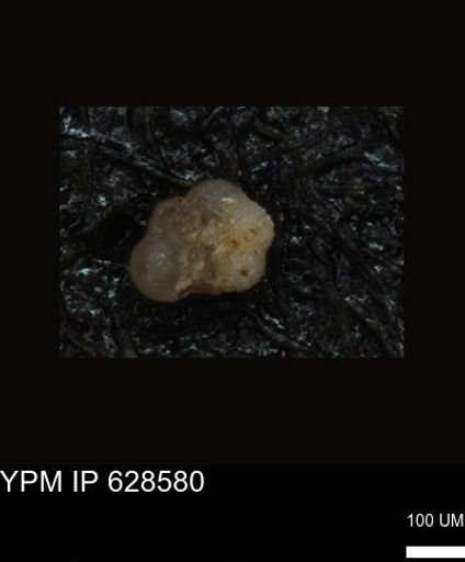 undet. Foraminiferida