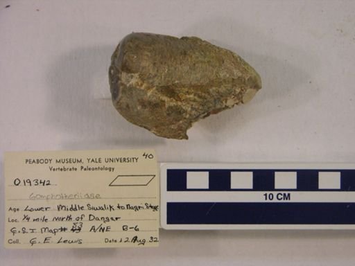 Gomphotheriidae