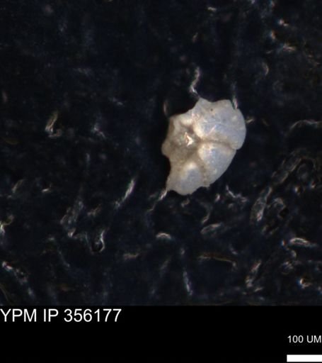 undet. Foraminiferida