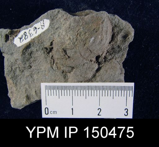 Orthorhynchula sp.