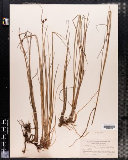 Carex saxatilis