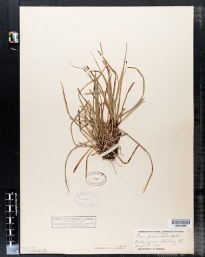 Carex pedunculata