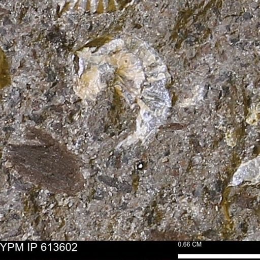 Scaphites sp.